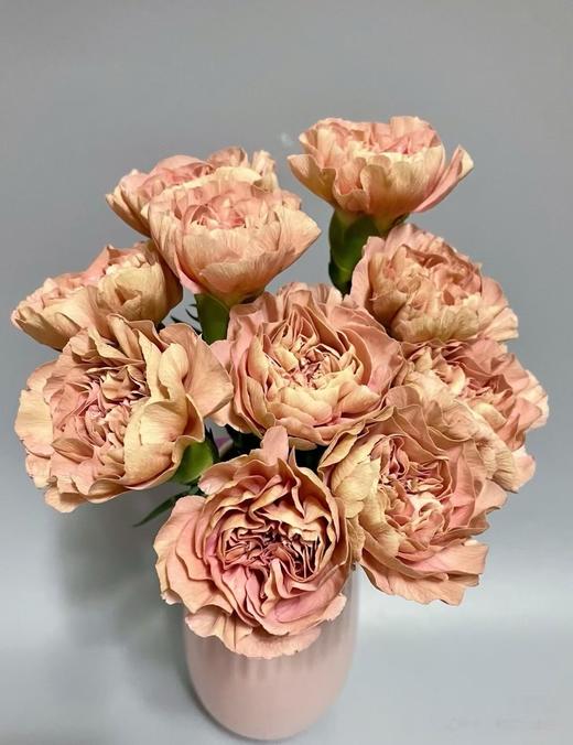 古巴爱情单头康乃馨20枝 商品图0