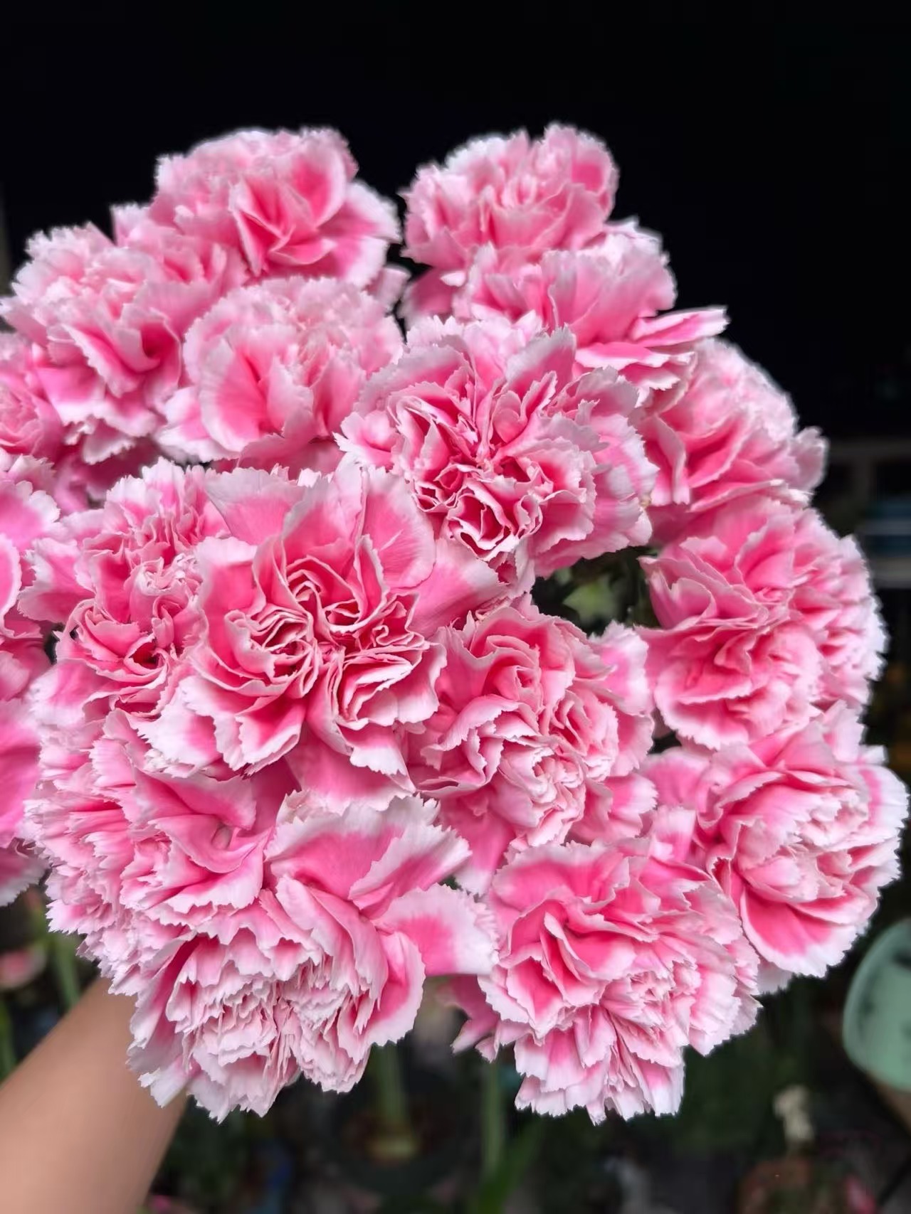 笑颜单头康乃馨20枝