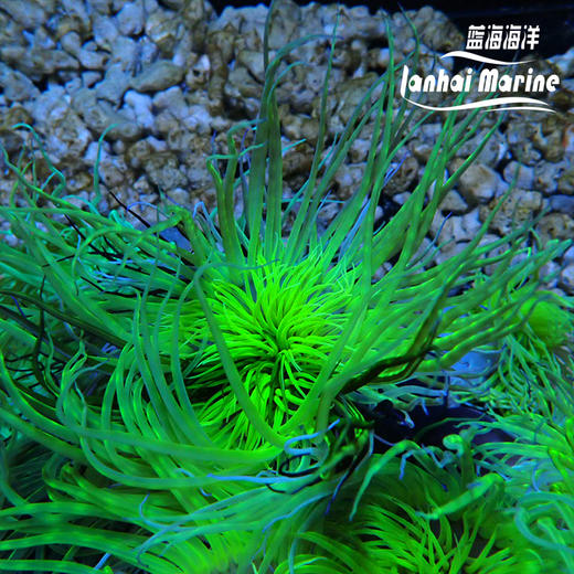 绿须千手佛 商品图2