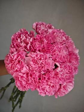 小桃红单头康乃馨20枝