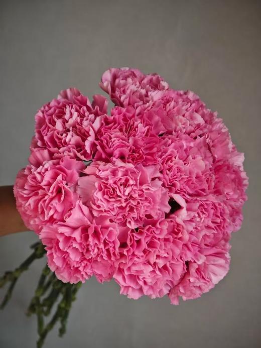 小桃红单头康乃馨20枝 商品图0