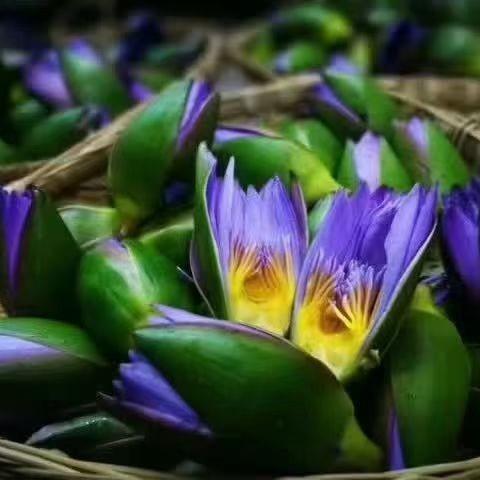 美肌调配蓝莲花纯露250ml 补水 商品图0