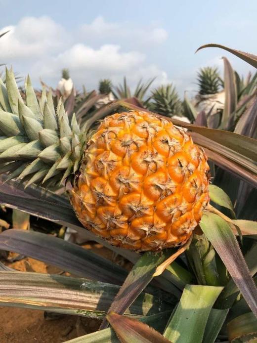 芒果凤梨【ABDY】 商品图1