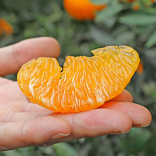 【积分兑换】四川丑橘不知火 3/4.5/8斤装 单果70mm 商品图4