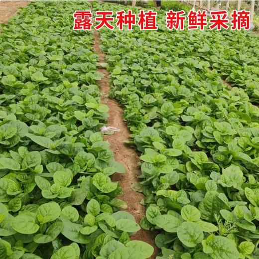 【YC】新鲜当季木耳菜 商品图2