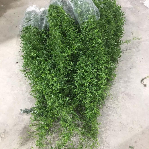 阔叶舞竹 商品图0