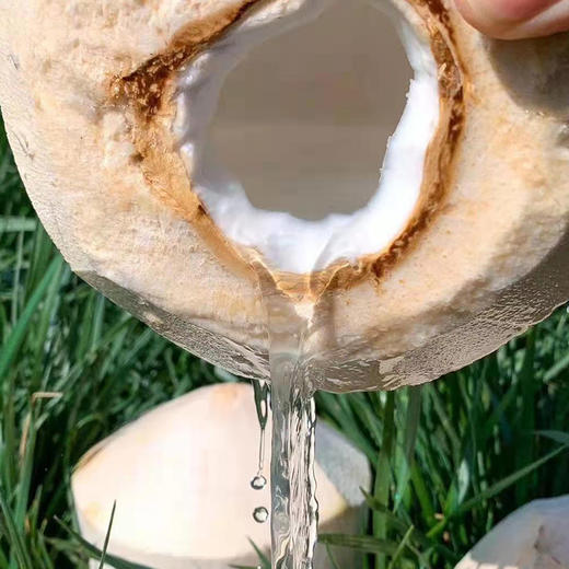 【积分兑换】泰国香水椰青4只装 商品图4