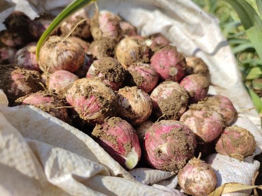 大理紫皮独头蒜|山人优选，新鲜采挖发货，蒜肉鲜嫩 商品图2