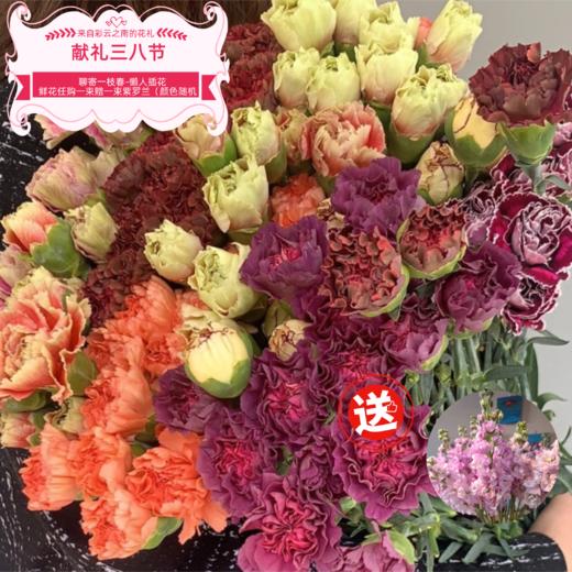 买一束送一束，菜头商城 聊寄一枝春，云南懒人插花之〔复古康乃馨〕A级 一束20枝装（16枝+4枝防损） 商品图0