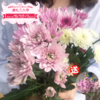 菜头商城 聊寄一枝春，云南懒人插花之〔多头小雏菊〕A级 一束10枝装（8枝+2枝防损） 商品缩略图0