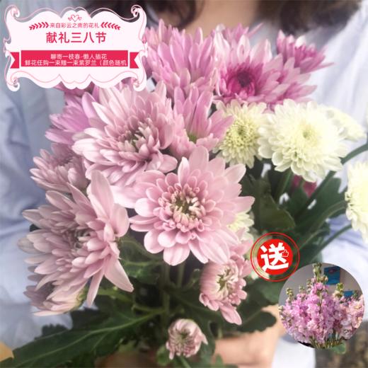 菜头商城 聊寄一枝春，云南懒人插花之〔多头小雏菊〕A级 一束10枝装（8枝+2枝防损） 商品图0