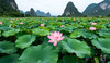 休闲轻摄——桂林桂海晴岚、 柳州鹿寨荷花、峰林田园、香桥岩溶地质公园 、莲花小镇4天 商品缩略图1
