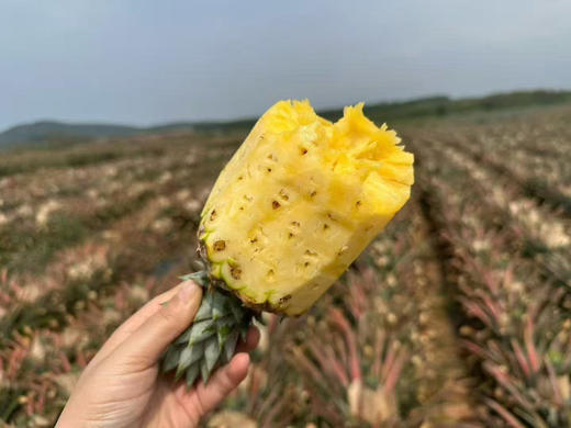 海南金钻凤梨🍍浓郁的果香、饱满的果肉、脆嫩爆汁的口感。是多少吃货们心心念念的那一口「甜蜜😋 商品图11