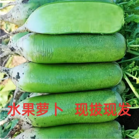 【YC】新鲜青萝卜