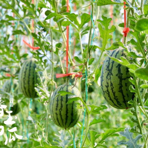 【基地直发】 山东珍珠红红瓤小西瓜，瓜皮翠绿，果肉红艳，皮薄且脆，可以徒手剥皮，吊瓜种植，净重4.5-5斤/2枚礼盒装 商品图1