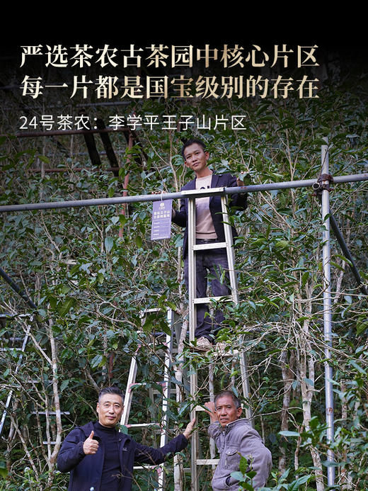 3月10日中午12点【曼松单株】2026年春茶预售持续加码重磅升级为单株，更低的价格囤鼎尖产品，让美好成为必然，357克/饼 商品图2