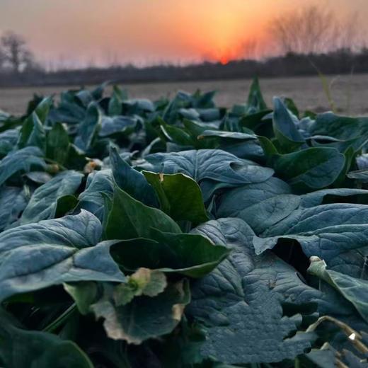 有机混搭蔬菜包 商品图2