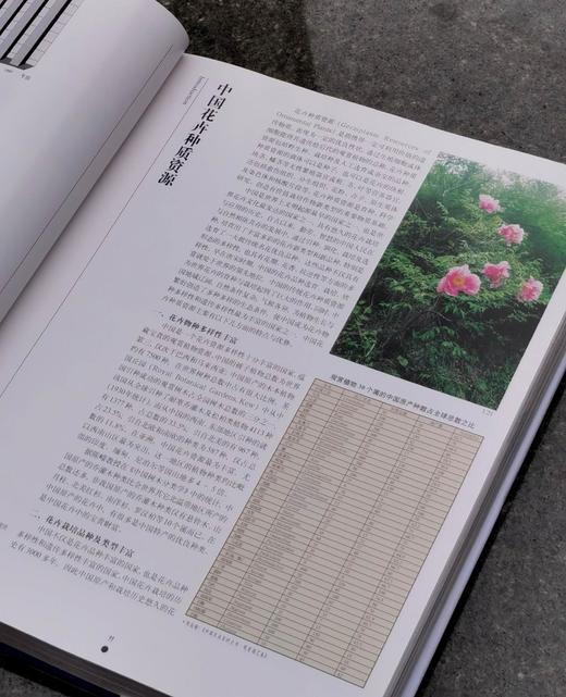 【1.3折】《中国名花》，布面精装，16开，铜版彩印，锁线装，张启翔著，323页，云南人民出版社1999年版，定价520，售价68元。品相95成。 商品图6