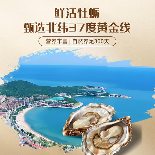 杜仲雄花牡蛎肽压片糖果 商品图1