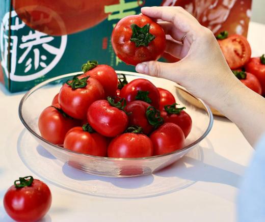 高糖吉藤番茄二代 商品图1