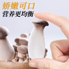 【YC】新鲜杏鲍菇 商品缩略图2