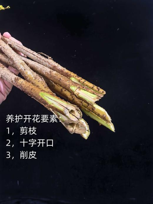 荷兰进口花材寸寸金串串金连翘热卖 商品图3