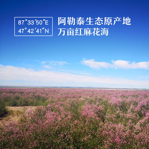 戈宝红麻茶 罗布麻 4.5g*10袋 商品图1