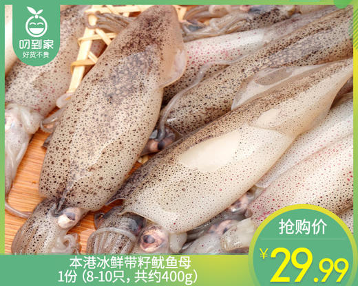 本港冰鲜带籽鱿鱼母/1份（8-10只，共约400g） 商品图0