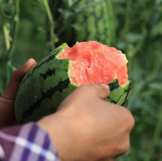 【基地直发】 山东珍珠红红瓤小西瓜，瓜皮翠绿，果肉红艳，皮薄且脆，可以徒手剥皮，吊瓜种植，净重4.5-5斤/2枚礼盒装 商品图5