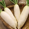 生态萝卜/白萝卜/长萝卜（农场直发-顺丰包邮）| 长萝卜5斤/箱，成都郫都区基地【原乡农场，自产自销】 商品缩略图2