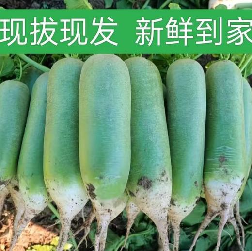 【YC】新鲜青萝卜 商品图1