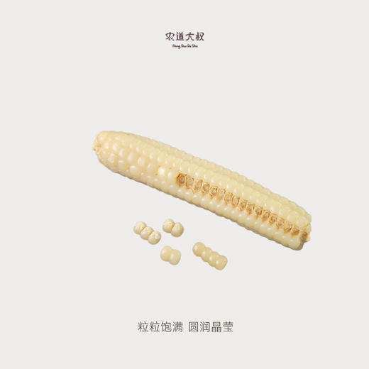 【豆豆LAB】拇指玉米  清香软糯 800g/盒 商品图2