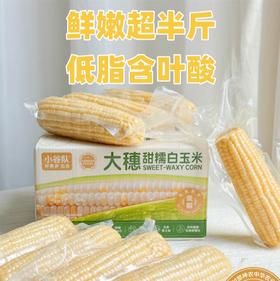 口感甜糯Q弹有嚼劲🌽【小谷队大穗甜糯白玉米】健康主食新选择🏆一根有“身份”的获奖玉米✅ 非转基因+品质全程把控，真正吃得放心的安心粗粮！