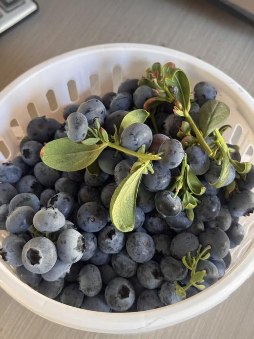 脆甜的花香蓝莓   高甜爆汁 自带花香 果肉脆甜  顺丰空运 商品图3