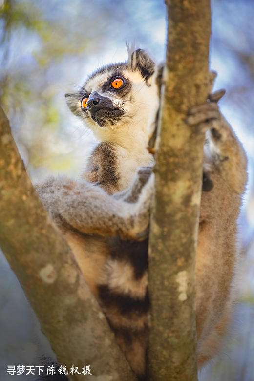 2026塞舌尔+毛里求斯+留尼汪+马达加斯加：探寻“印度洋上的香草四国”22天 商品图5