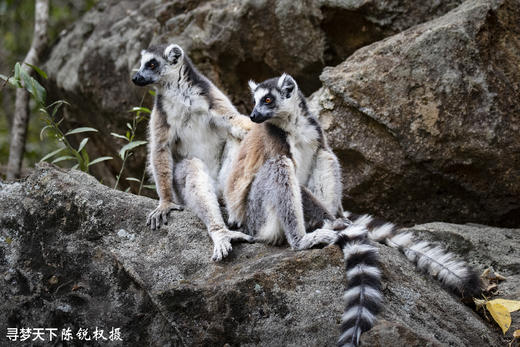 2026塞舌尔+毛里求斯+留尼汪+马达加斯加：探寻“印度洋上的香草四国”22天 商品图9