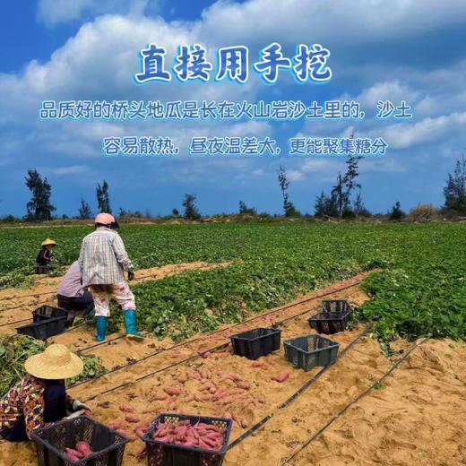 【海南桥头地瓜（富硒）】粉糯香甜、无丝无筋、入口即化，含有人体所需元素“硒”，既好吃又营养，亦是长寿之乡的地理标志产品~ 商品图8