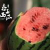 【基地直发】 山东珍珠红红瓤小西瓜，瓜皮翠绿，果肉红艳，皮薄且脆，可以徒手剥皮，吊瓜种植，净重4.5-5斤/2枚礼盒装 商品缩略图0