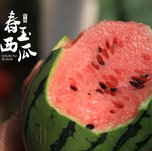 【基地直发】 山东珍珠红红瓤小西瓜，瓜皮翠绿，果肉红艳，皮薄且脆，可以徒手剥皮，吊瓜种植，净重4.5-5斤/2枚礼盒装 商品图0
