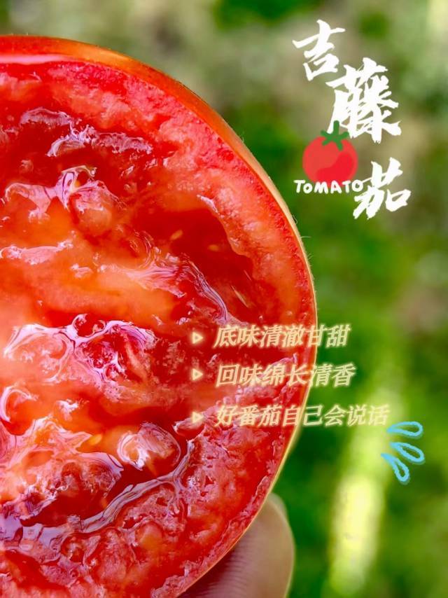 高糖吉藤番茄二代