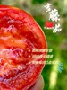 高糖吉藤番茄二代 商品缩略图0