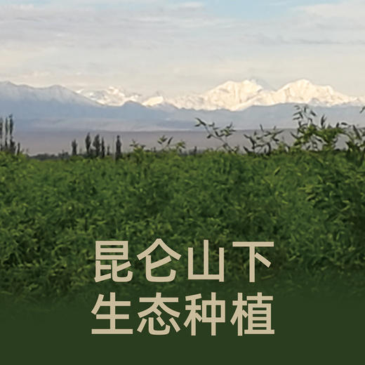 自营-新疆有机即食红枣260g 商品图3