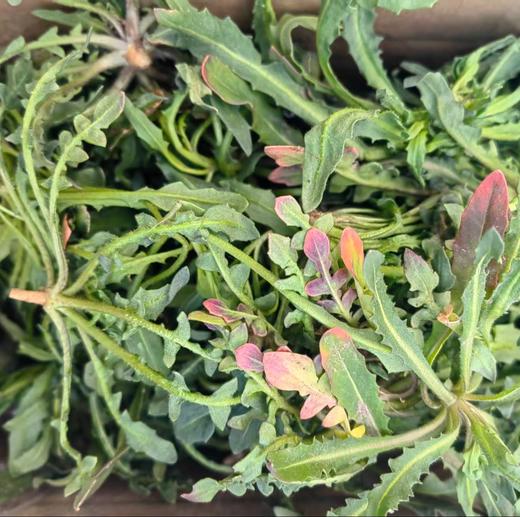 野生山西荠菜| 现挖现发 馄饨饺子包子馅 |  基地直发*Ecological  shepherd's purse 商品图0