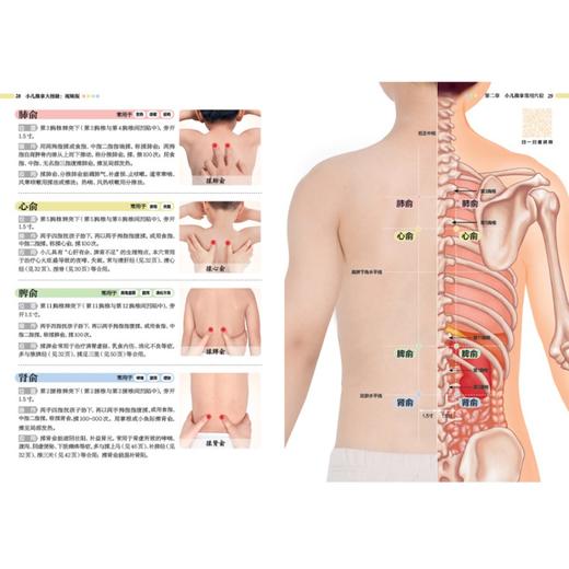 小儿推拿大图册：视频版 商品图6