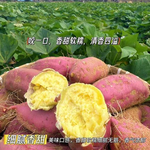【海南桥头地瓜（富硒）】粉糯香甜、无丝无筋、入口即化，含有人体所需元素“硒”，既好吃又营养，亦是长寿之乡的地理标志产品~ 商品图2