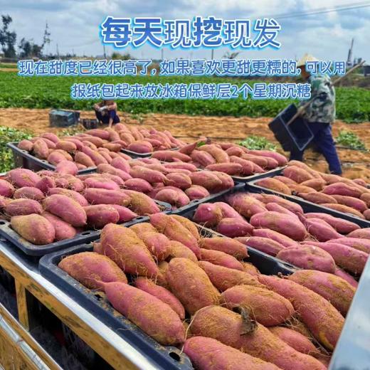 【海南桥头地瓜（富硒）】粉糯香甜、无丝无筋、入口即化，含有人体所需元素“硒”，既好吃又营养，亦是长寿之乡的地理标志产品~ 商品图6