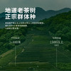 2026新茶预定 西湖工夫老茶树明前龙井茶叶特级正宗绿茶自己喝送礼 商品缩略图3
