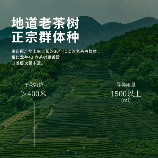 2026新茶预定 西湖工夫老茶树明前龙井茶叶特级正宗绿茶自己喝送礼 商品图3