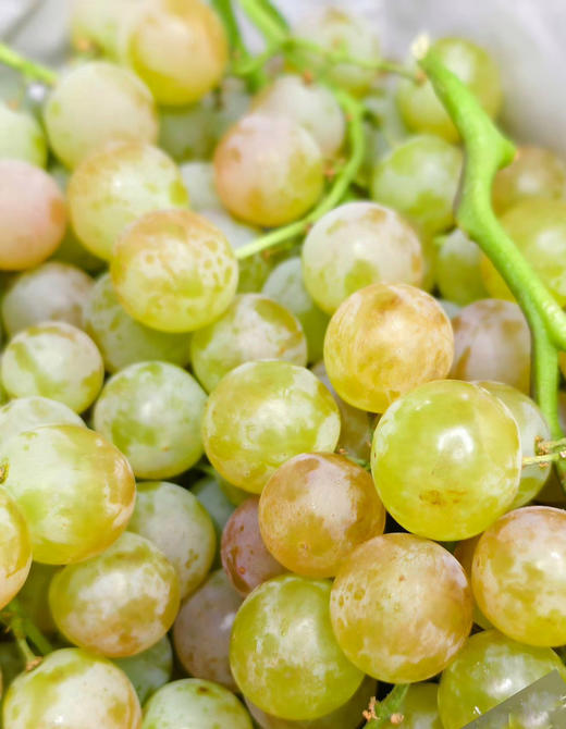 智利，Crystal Pearl水晶珍珠葡萄 入口爆爆珠般的脆感在齿间迸发，果肉细腻水润，汁水丰盈，还萦绕着若有似无的花果香，清新又高级 商品图0