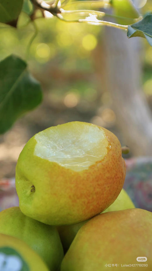 脆甜香梨梨享生活5斤礼盒 商品图0